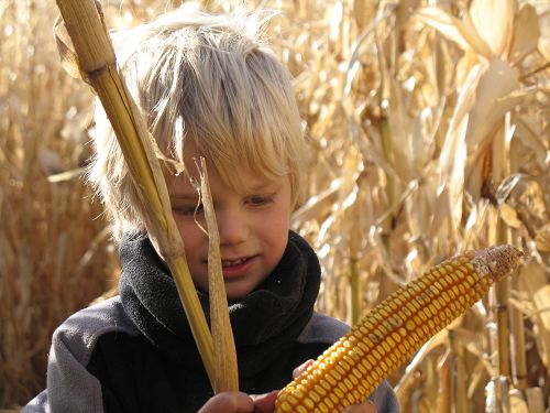 Future ethanol?