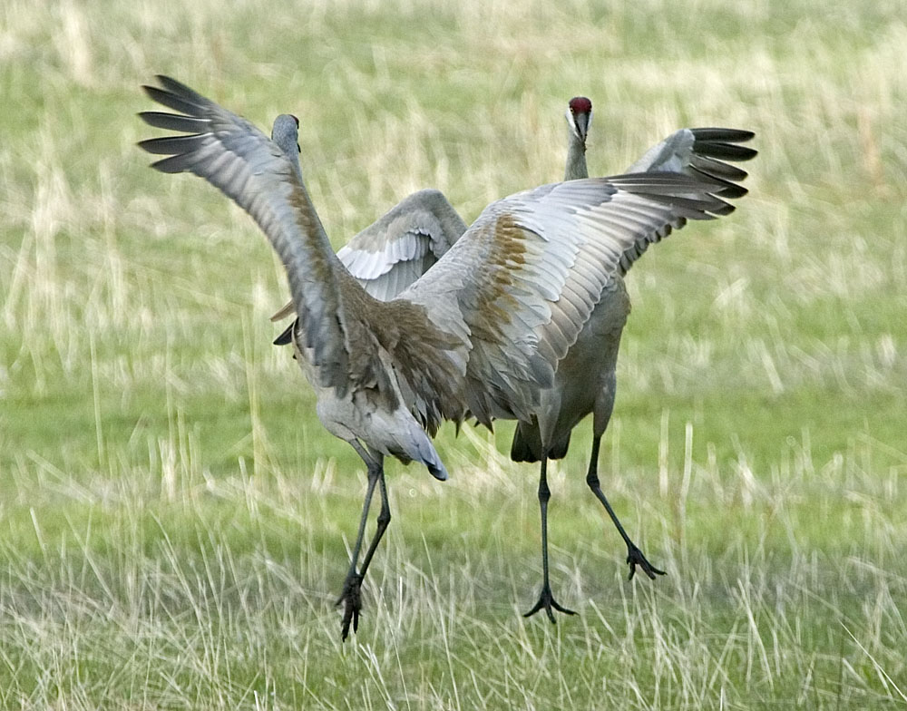 Dancing Sandhill Cranes